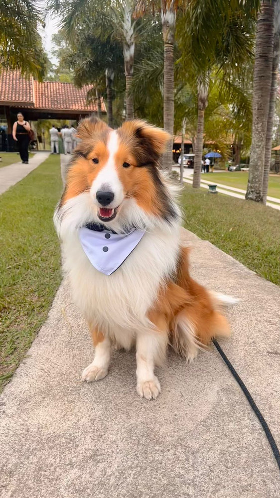 Cão com gravata de pajem participando de casamento pet-friendly