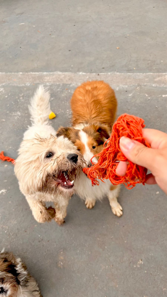 Cães brincando de pegar brinquedo na creche