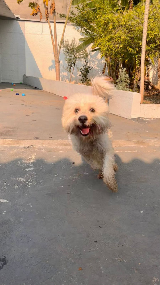 Cãozinho correndo feliz no pátio do Vida Caninna