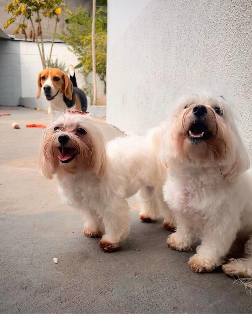 Três cães brincando juntos no pátio da creche em Jacareí