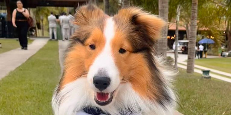 Cachorro participando de casamento pet-friendly