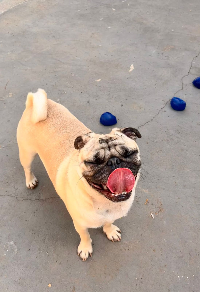 Pug feliz brincando no pátio da creche para cães Vida Caninna