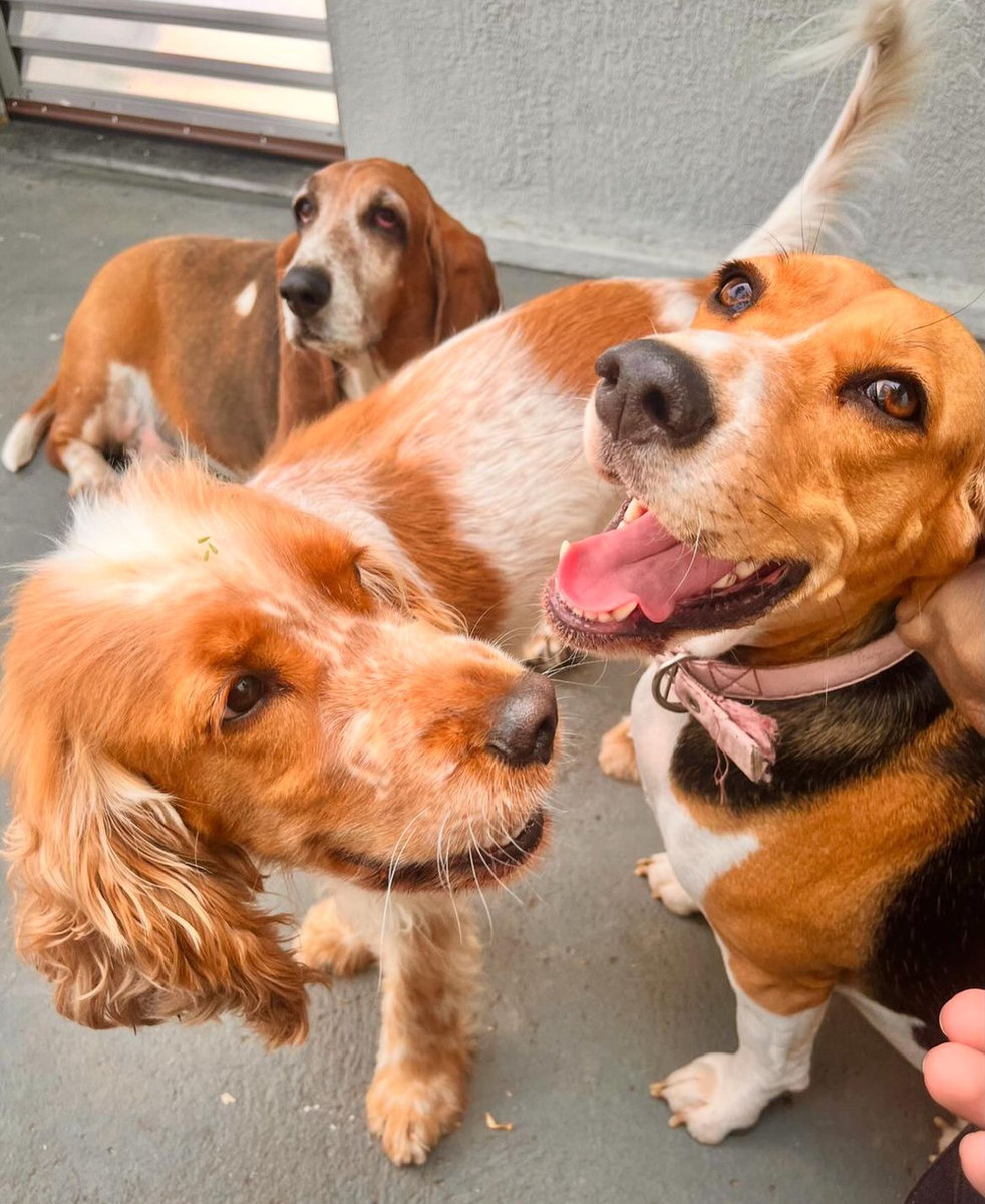 Cães hospedados convivendo soltos no hotel para cães Vida Caninna em Jacareí