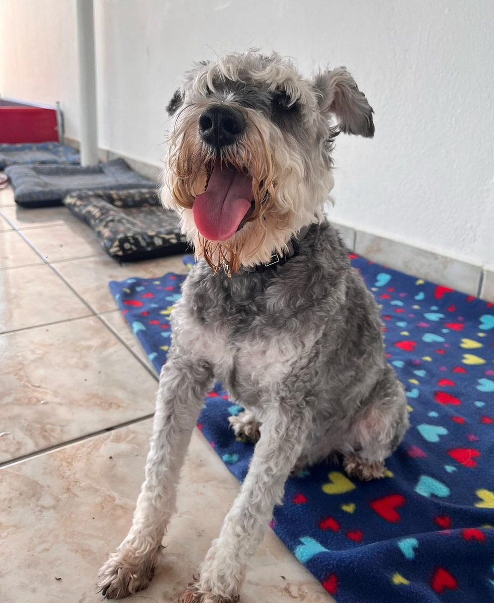 Schnauzer tranquilo em casa recebendo cuidados de pet sitter